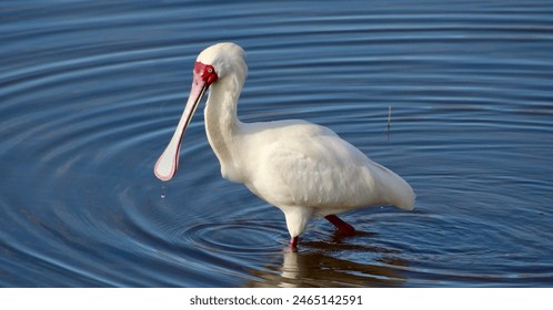 亚洲日本在线观看片