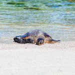 日本成人在线精品 v6l1l881