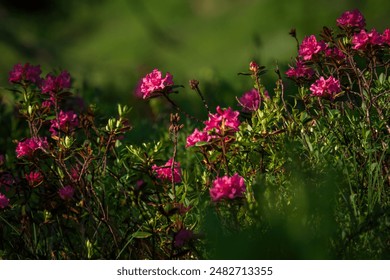 yuelovexyz：探索爱的无限可能，开启心灵之旅