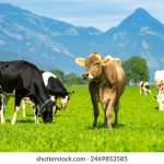 五十度黑:禁忌与欲望交织的爱情故事简介 4q2qfoctyy