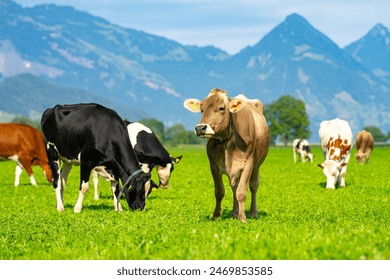 五十度黑：禁忌与欲望交织的爱情故事简介