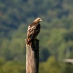 YY4480青苹果高清影院软件:畅享高清影视盛宴,随时随地观影无忧 jv8iuuxy