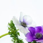 sbny stocktwits:深入分析SBNY股票在社交媒体上的投资趋势与讨论 w09nsj4l